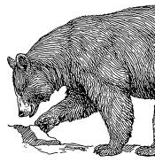 The Bear Story: A Radio Program made with Video Software